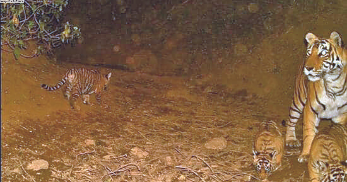 Sariska tiger tally reaches 33 with ST-12’s 3 cubs